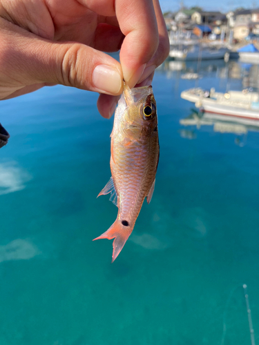 ネンブツダイの釣果