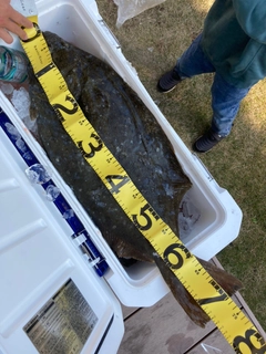 ヒラメの釣果