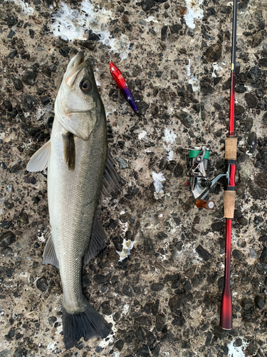 シーバスの釣果