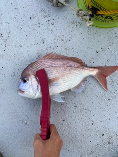 チダイの釣果