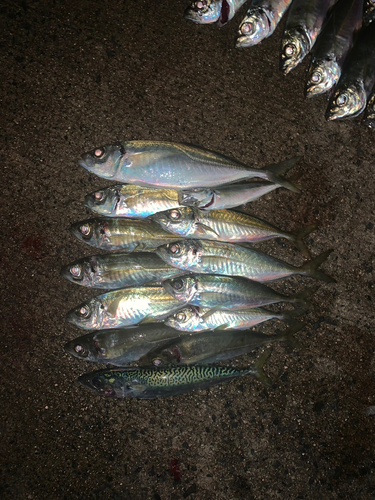 アジの釣果