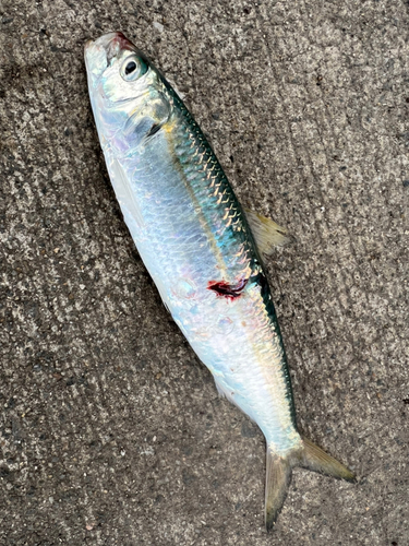 カタボシイワシの釣果