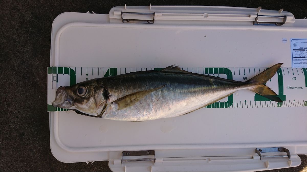 かわうそ(親子アングラー）さんの釣果 2枚目の画像