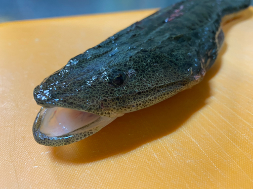 マゴチの釣果