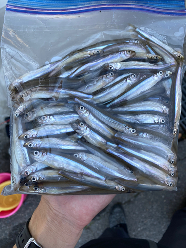 ワカサギの釣果