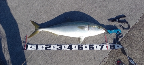 ハマチの釣果