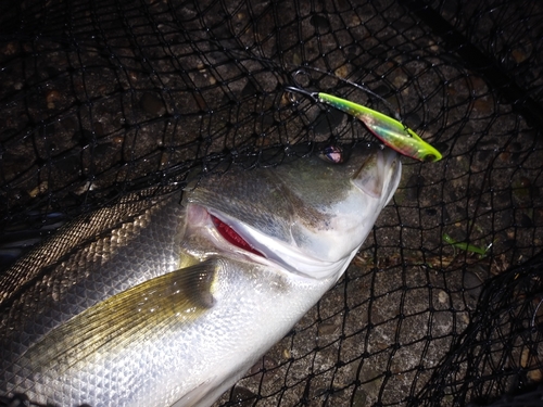 シーバスの釣果