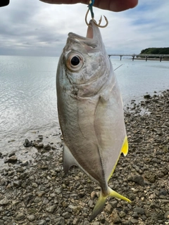 ガーラの釣果