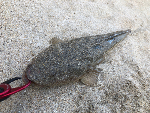 マゴチの釣果