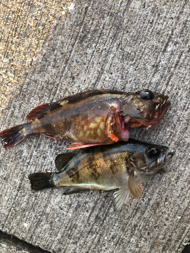 カサゴの釣果