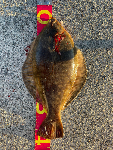 マコガレイの釣果