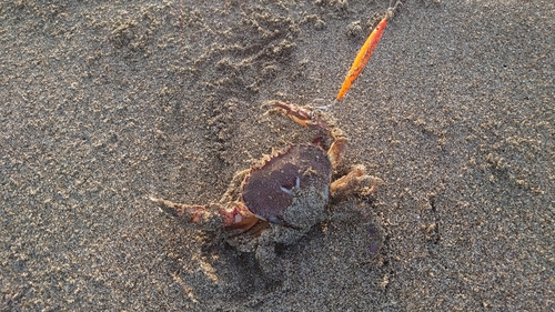 カニの釣果