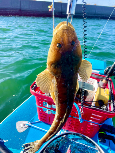 マゴチの釣果