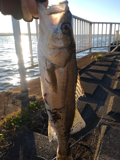 フッコ（タイリクスズキ）の釣果