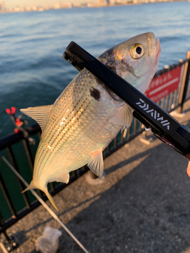 コノシロの釣果