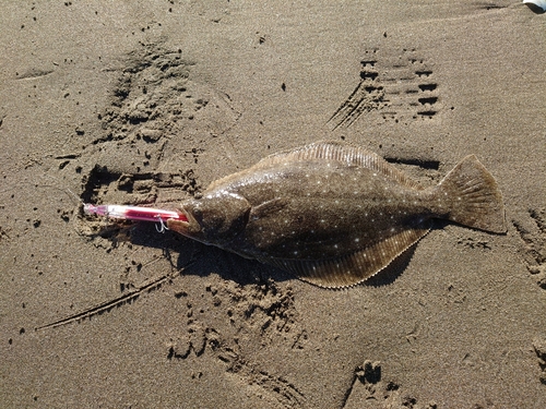 ヒラメの釣果