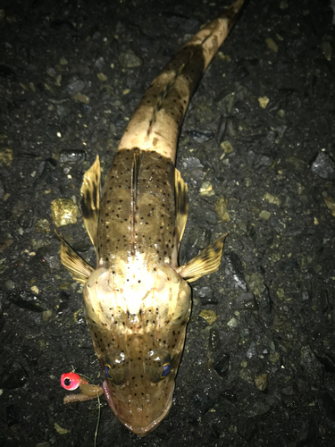 ワニゴチの釣果