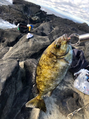 アイゴの釣果