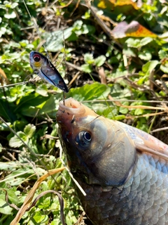 フナの釣果