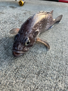 ソイの釣果