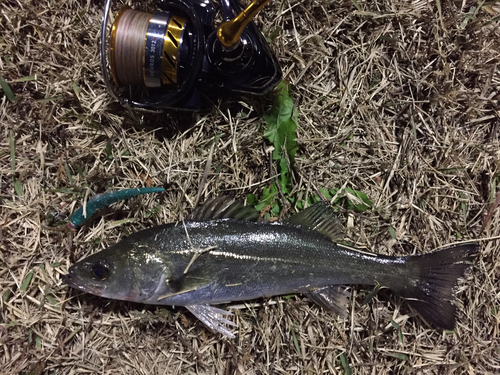 セイゴ（マルスズキ）の釣果