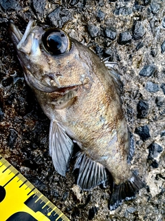 クロメバルの釣果