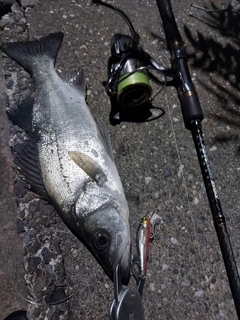 フッコ（ヒラスズキ）の釣果