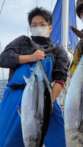 ビンチョウマグロの釣果