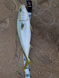 ワラサの釣果