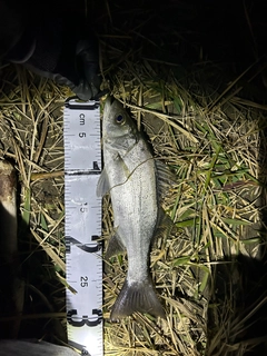 セイゴ（マルスズキ）の釣果