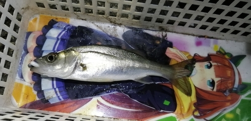 セイゴ（マルスズキ）の釣果