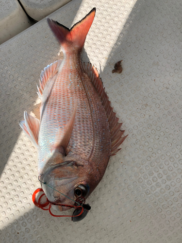 マダイの釣果