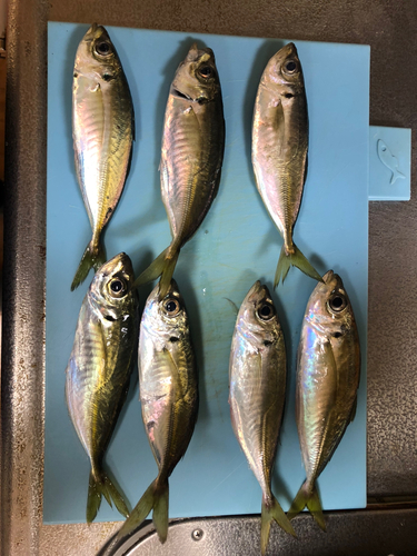 アジの釣果