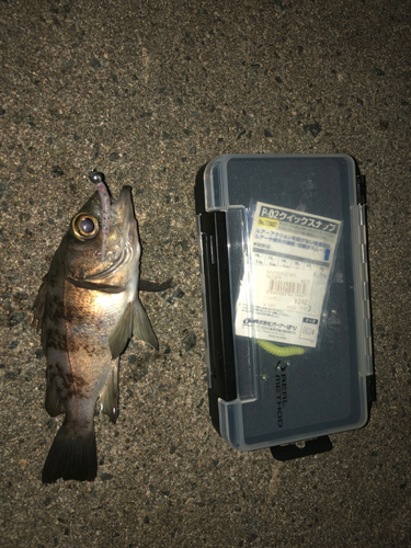 シロメバルの釣果