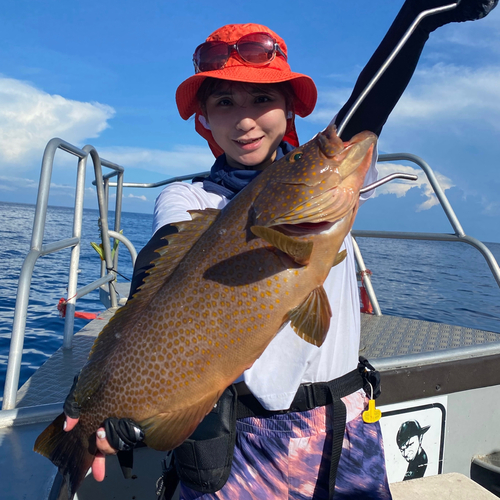 ハタの釣果