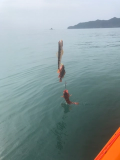 アカハタの釣果