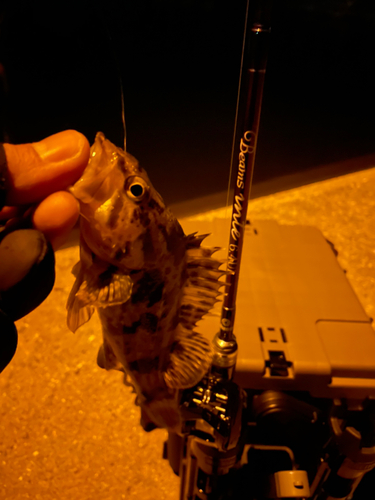 タケノコメバルの釣果