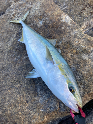 ブリの釣果