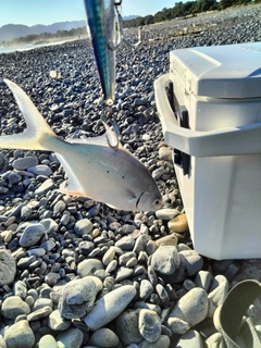 イケカツオの釣果