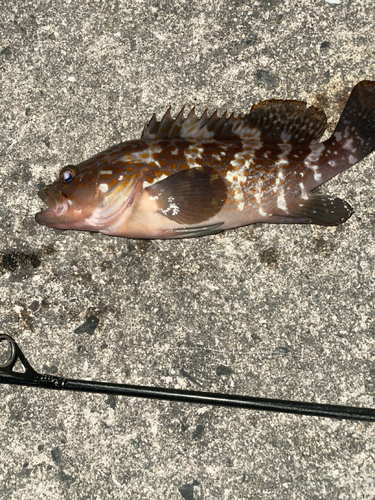 アコウの釣果