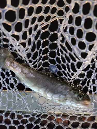 ニジマスの釣果