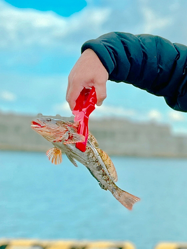 アイナメの釣果