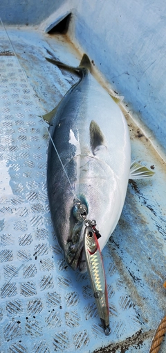 ハマチの釣果