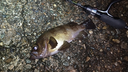 メバルの釣果