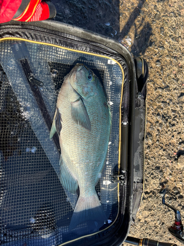 クチブトグレの釣果