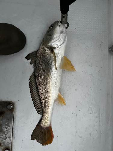 シログチの釣果