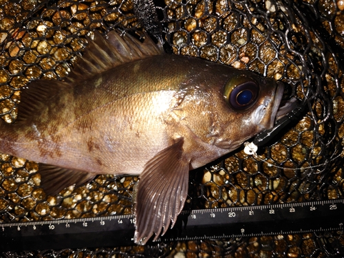 メバルの釣果