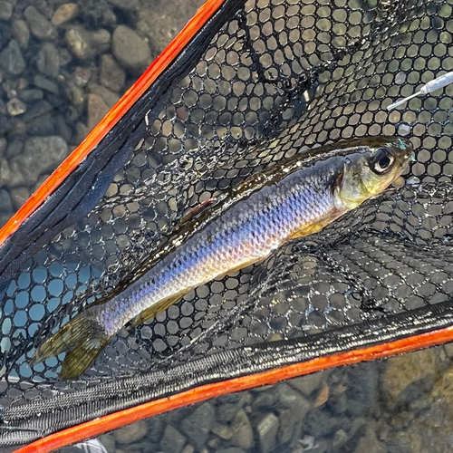 カワムツの釣果