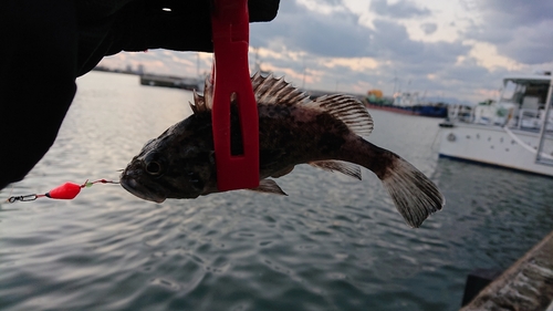 クロソイの釣果