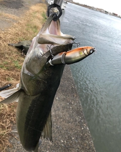 マルスズキの釣果